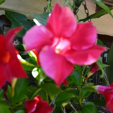 El Lance Gospodarstwo wiejskie *